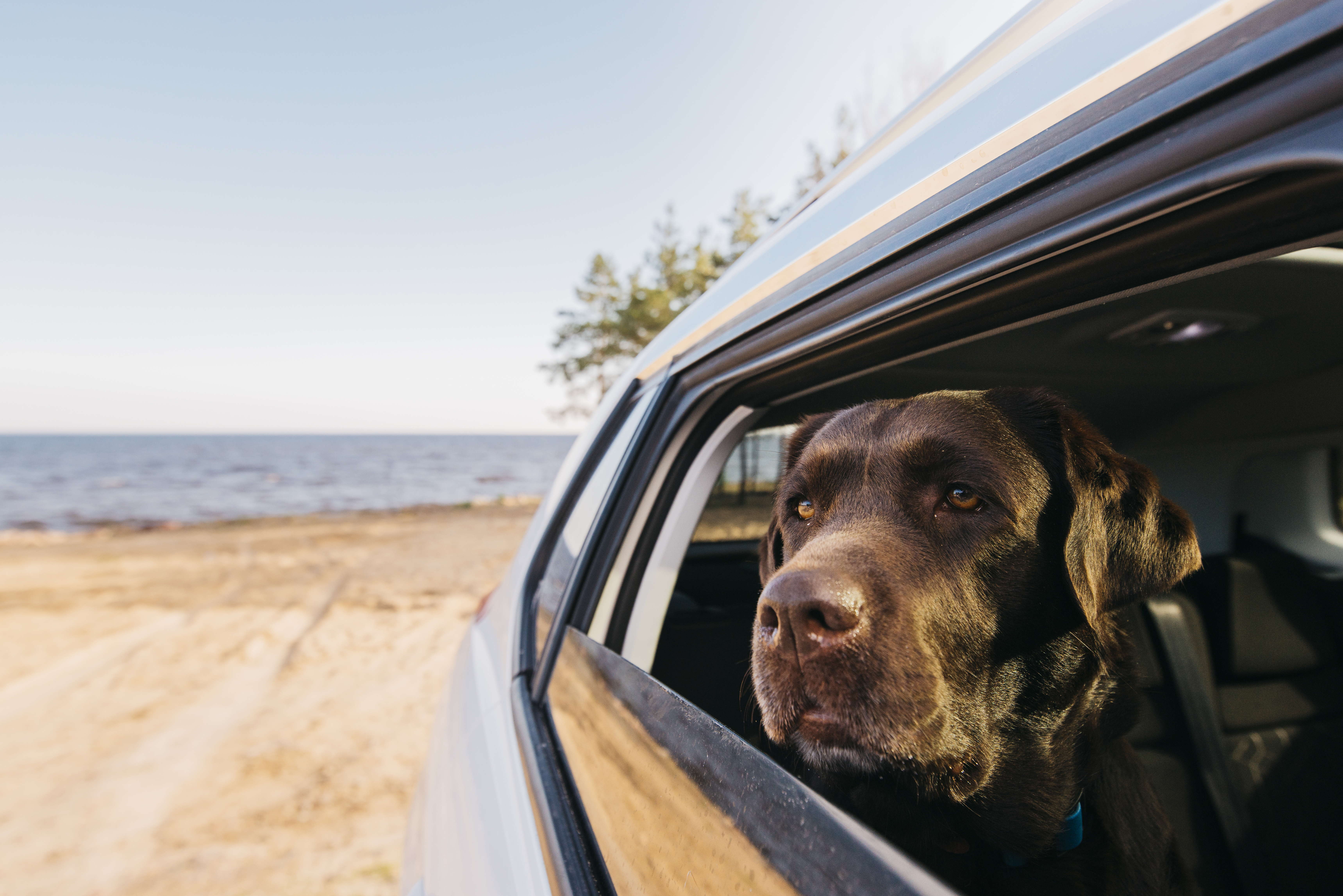 Viajar con tu mascota en coche: consejos y cuidados